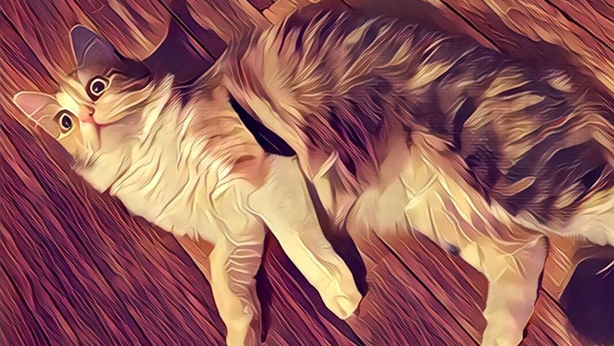 Российское приложение Prisma стало лидером скачиваний в 10 странах мира