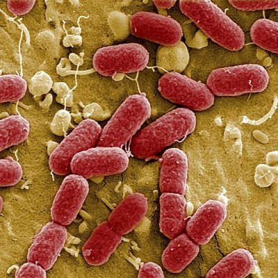 Ученые подтвердили существование бактерий, питающихся электричеством