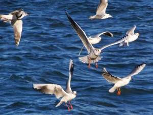 Морских птиц за последние 60 лет стало на 70% меньше