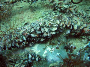 Ученые: морепродукты станут несъедобными